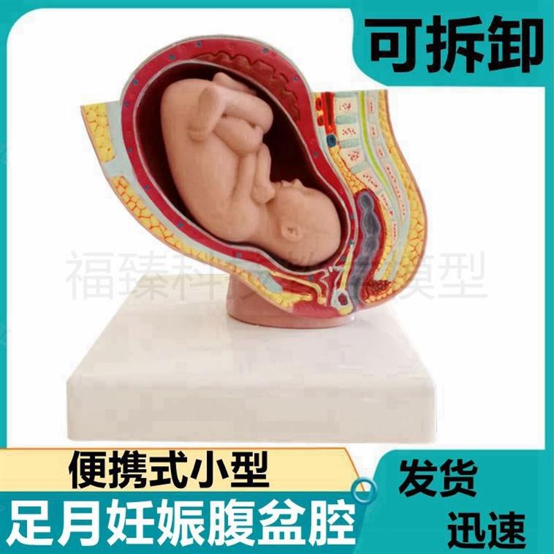 妊娠腹腔模型 女盆腔盆底肌器官足月胎儿M妇产科月子家政培训产后