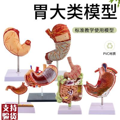 人体肠胃模型结肠大肠直肠模型医院校用教L学演示优质器官解剖模