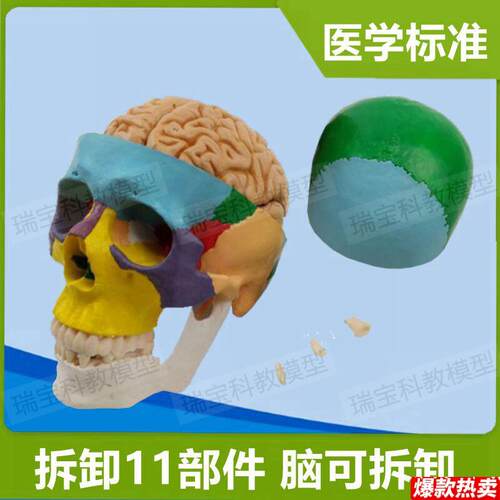头骨带脑模型拆卸11N部件外科临床教学医学素描艺考仿真塑胶用骨
