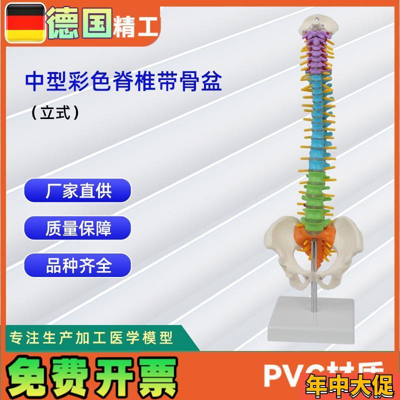 中型彩色脊椎带骨盆立式v45CM脊椎颈椎骨骼模型推拿骨科