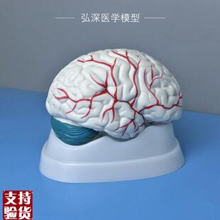 人体大脑解剖模型头脑子大小脑z干器官结构可拆开脑部医学教学玩