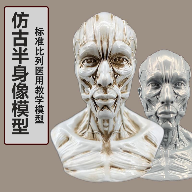 艺用人体肌肉头雕素体静物绘画参考头骨I模型 美术半身像摆件造景