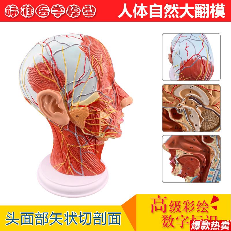 正品医用头面部解剖脑血管神经模型五官科m美容整形手术模型