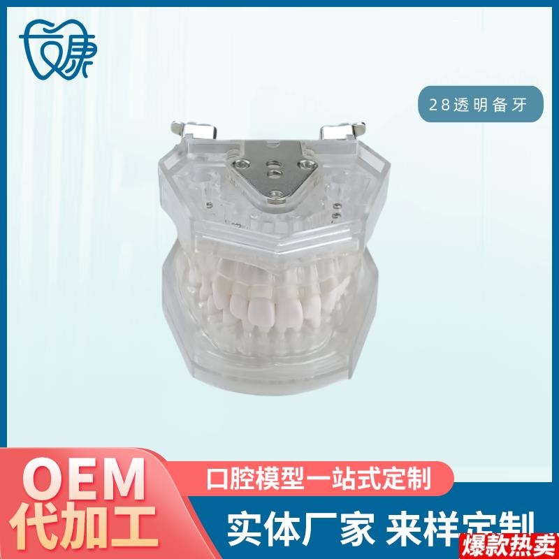口腔教学牙齿模型牙科可拆卸28备牙模型练习软牙龈2Y8颗树脂牙