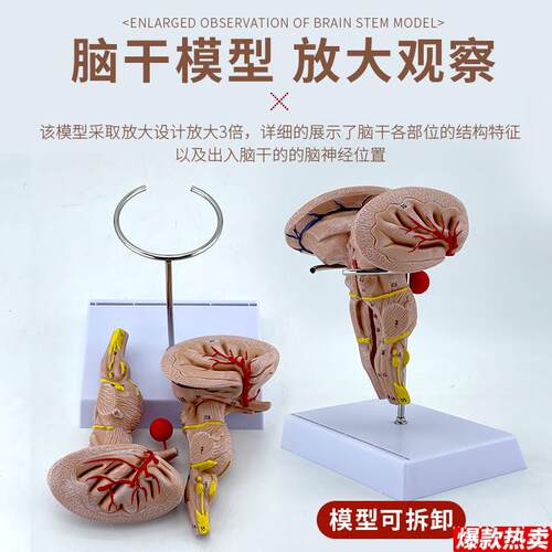 教学人体脑干放大间脑丘脑核团解剖模f型神经科教学示范演示教具