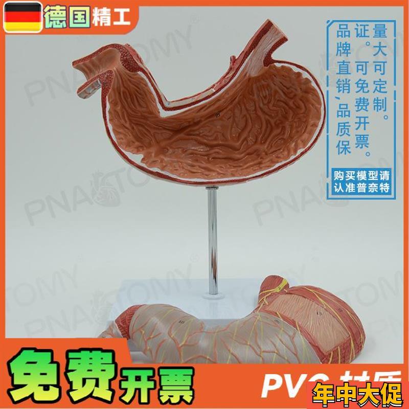 德国】人体内脏肠胃n解剖模型消化系统胃肠道胃黏膜食管 教学消化