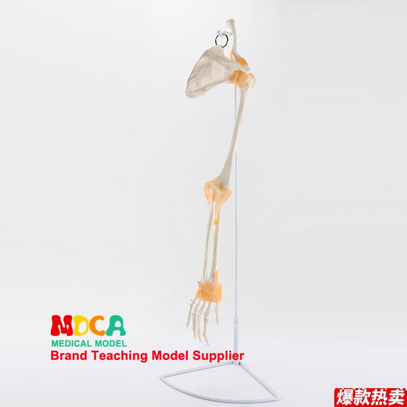 上肢骨带韧带手脚踝关节骨骼模型髋推拿医用医学P教学MSG006