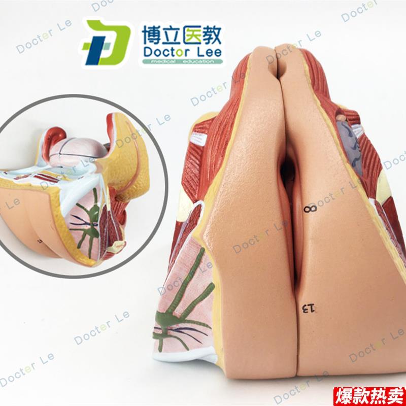 医学人体P女性生殖系统模型子宫模型妇产科解剖计划生育自然大四
