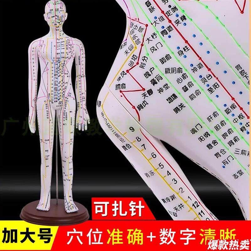 蓝蝶针灸训练人体模型可扎g针练习全身经络穴位