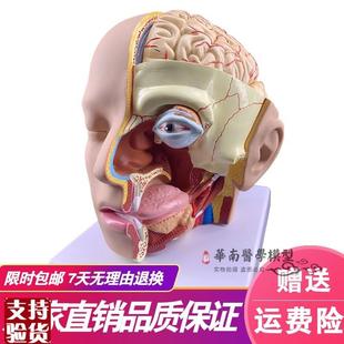 人体脑部解剖模型口腔s鼻咽喉头部颅脑解剖脑动脉血管模型