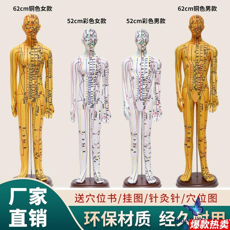 超清晰中医针灸穴位人体模型f经络可扎针穴位模型人小全身男女教