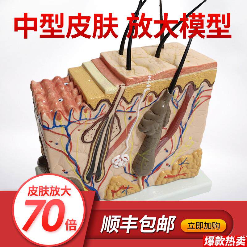 皮肤结构放大模型G组织层次立体构造微整形美容医学教学模具玩具