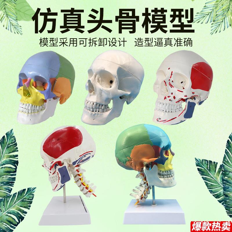 医用人体头骨模型x11彩色头颅骨模型骷髅头模型可拆卸头颅骨骼