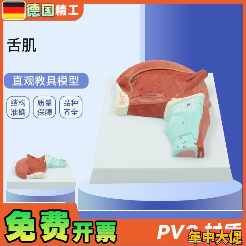 德国】PNT-0336  口腔肌肉舌肌解剖模型  医学教学 口.腔教学模型