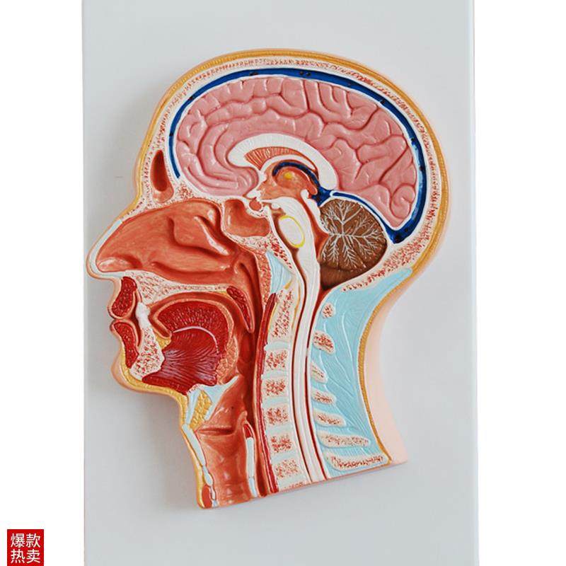 人体头中部g切面解剖模型医学用教学示教标本模具,文具电教/文化用品/商务用品,模拟人,淘宝优惠券,粉丝福利购,淘宝优惠卷