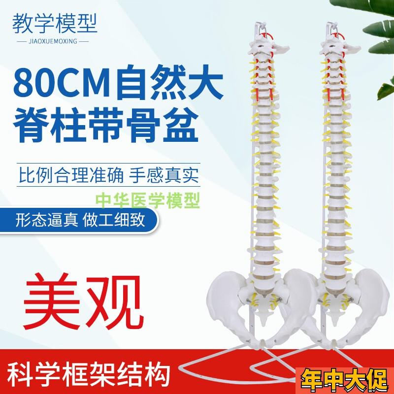 一比一比例成人脊椎骨骼模型 人体脊F柱带骨盆 脊骨 骨架教学模型