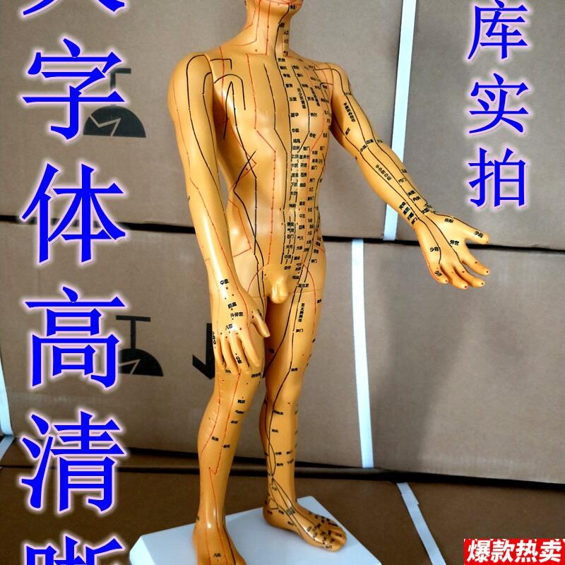 特卖刻字大字体超清晰人体经l络针灸模型/穴位模型(男/50CM)