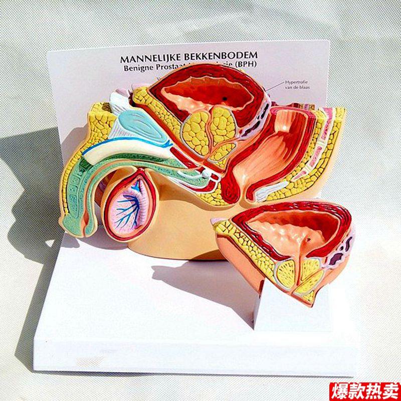 男性盆腔膀胱前列腺健康与病变泌u尿生殖系统睾丸肛管男科医患教