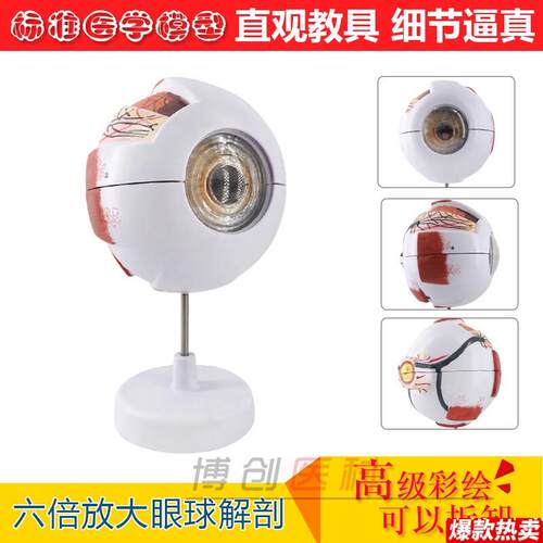 眼球解剖模型眼构造模型中学生物教学仪器t实验器材眼睛解剖模型