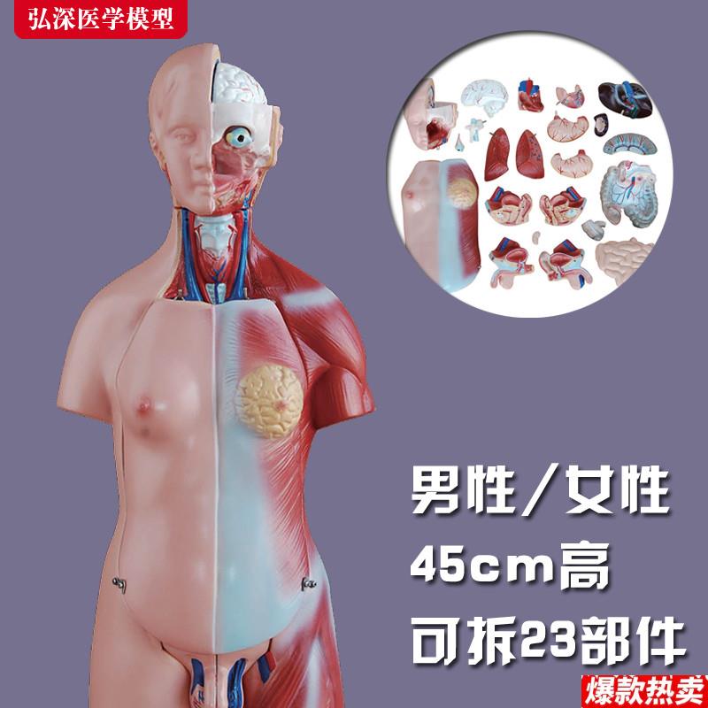 躯干模型人体内脏胸腹部器e官解剖男性女性心肝脾肺肾结构教学玩