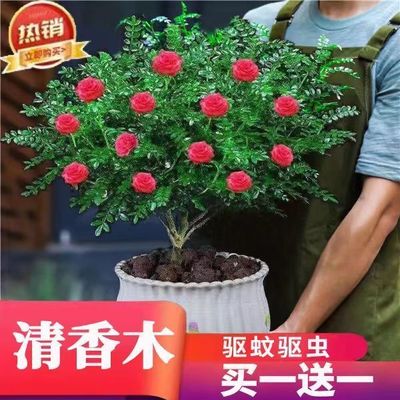 【驱蚊虫】正宗清香木盆栽室内外花卉植物胡椒木净化空气绿植提神
