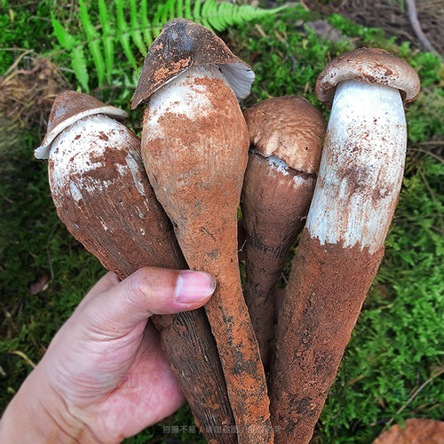 新鲜野生菌野生大鸡枞菌