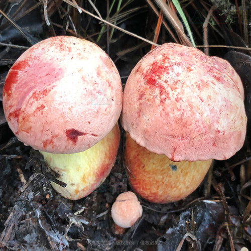 红葱牛肝菌见手青新鲜云南野生菌