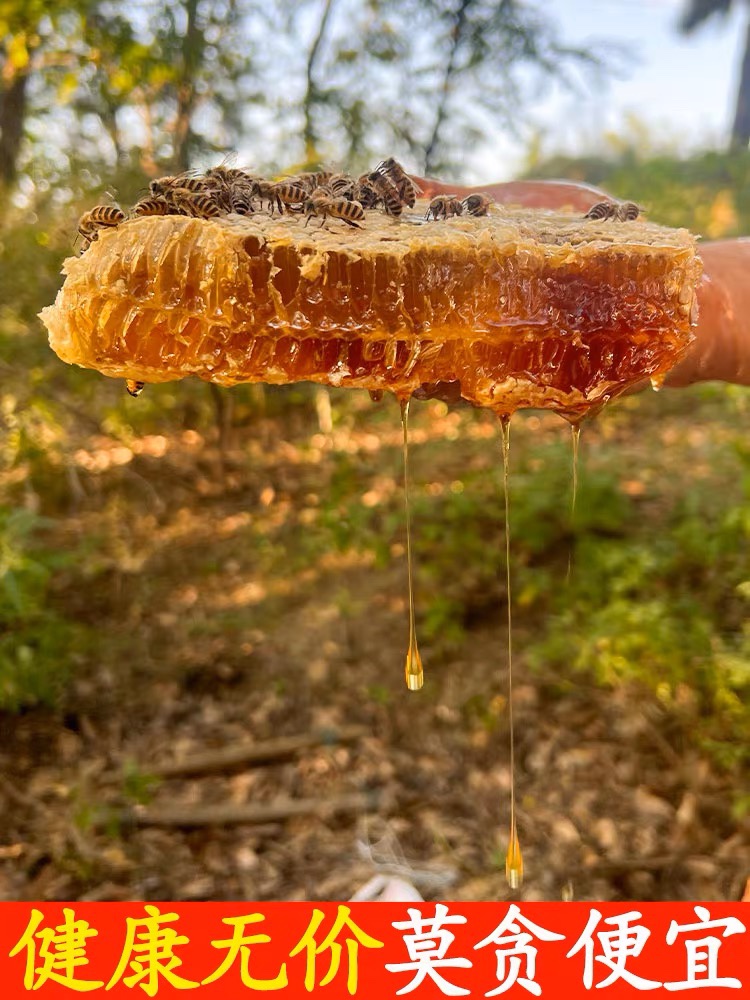 2025蜂蜜纯正天然土蜂蜜农家自产正宗无添加结晶野生峰蜜一斤包邮