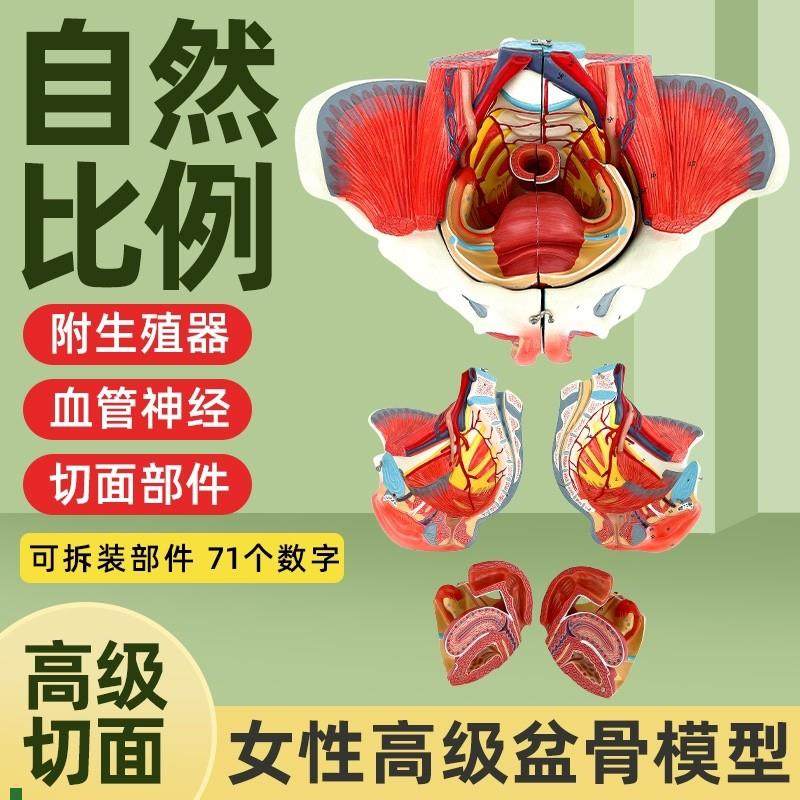 女性人体骨盆附生殖器官血管神经肌肉解剖分娩演示教学Y盆底肌模