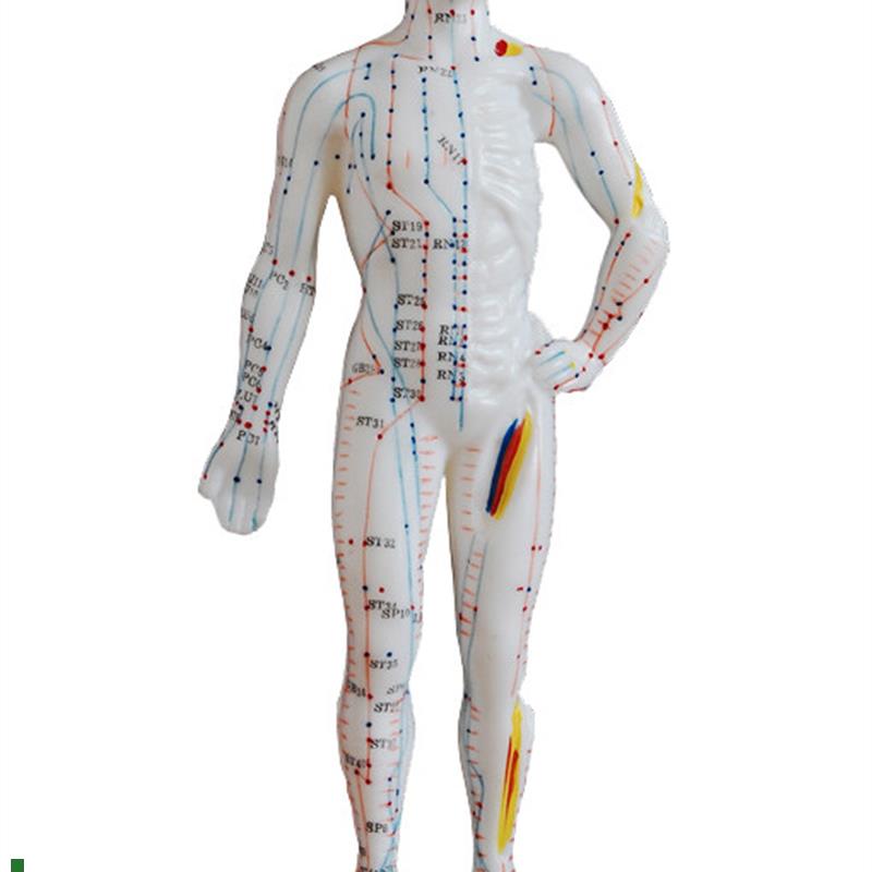 中医针灸小人人体j经络穴位模型针灸穴位模型小人26cm教学模特硅