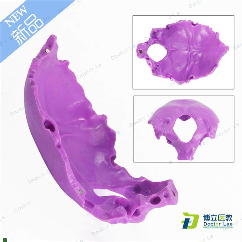 人体颈椎带颈动脉后枕骨椎间盘与神经骨科模型枕骨.模型骨骼标