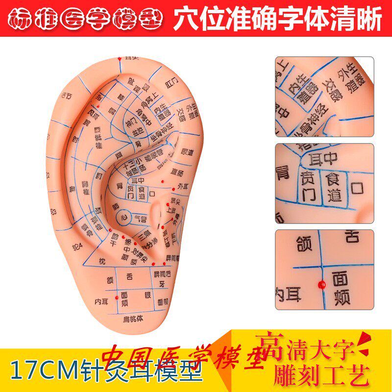经络手足耳按摩模型脚部足部反射区模型K按摩针灸艾灸穴位针灸模