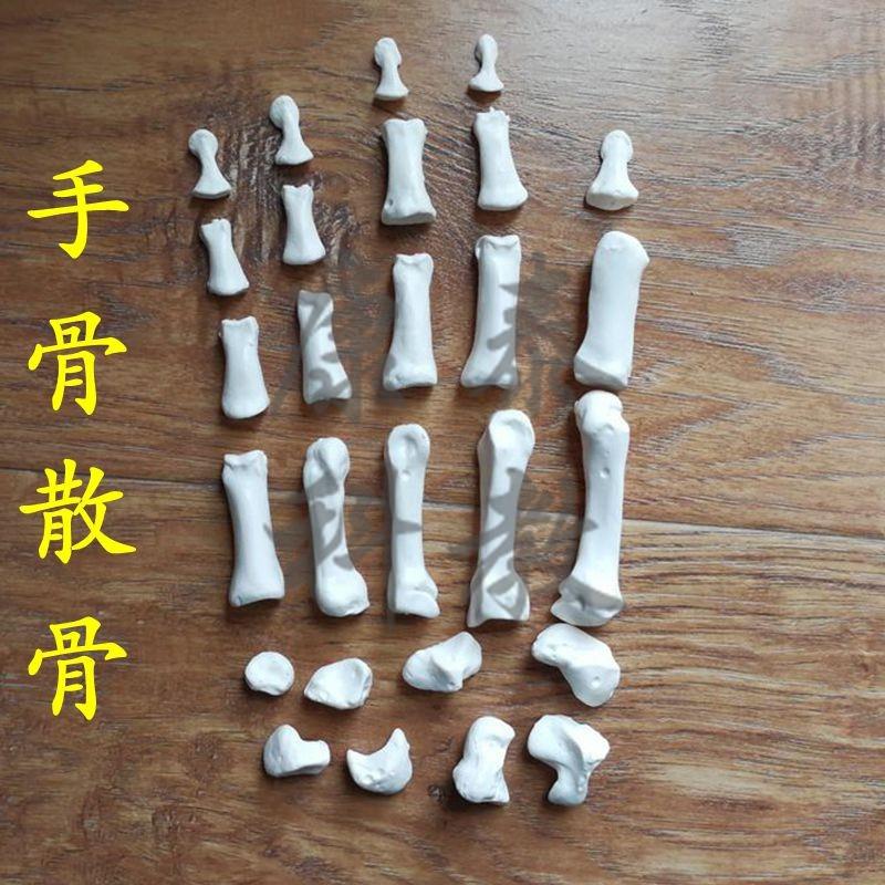 手骨模型拆卸散的游m离仿真骨头腕骨手指骨脚骨跟骨距骨脚趾踝关