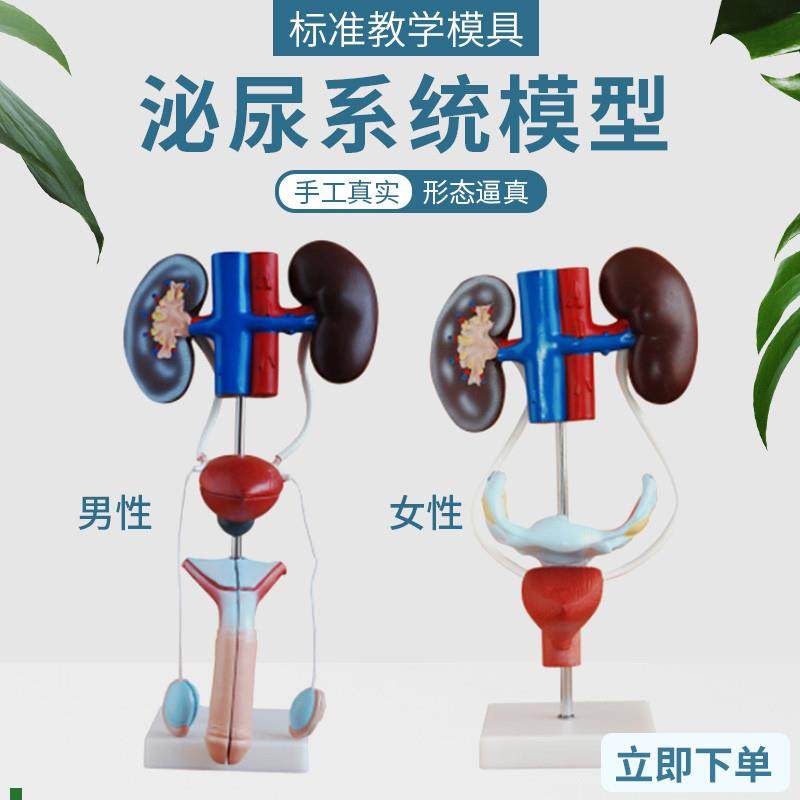男性泌尿生殖系统解剖模型肾脏膀胱输尿管人体器官V内脏结构造教