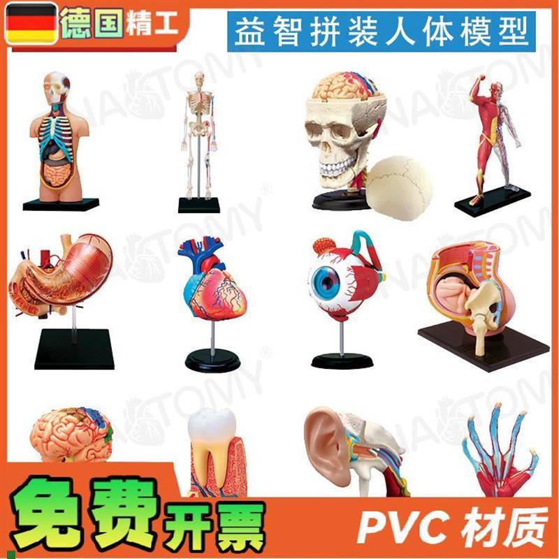 德国】4DMASTER少儿科普人体解剖模型拼装玩具礼品DXIY身体构造