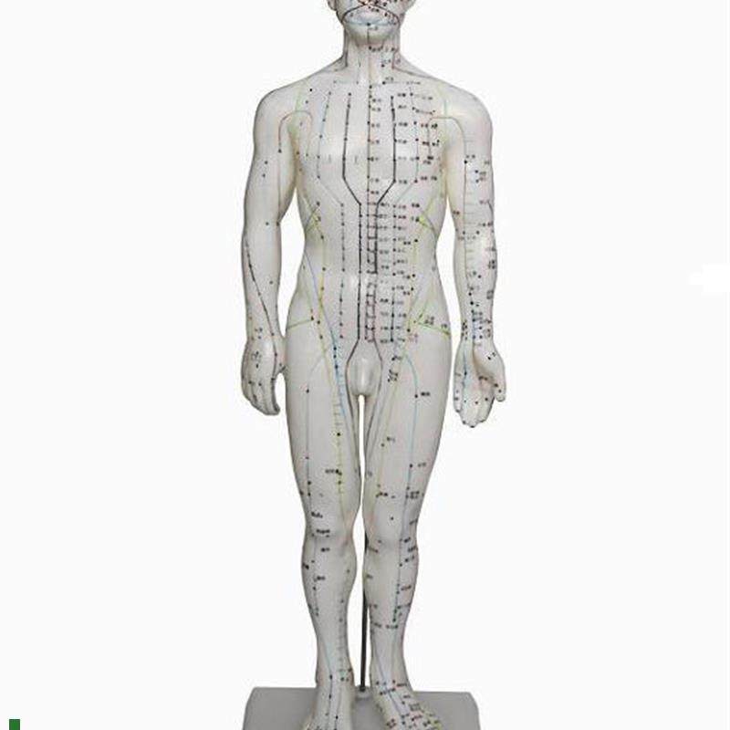 50cm人体针i灸穴位模型人体经络模型针灸小人针灸人体模型男