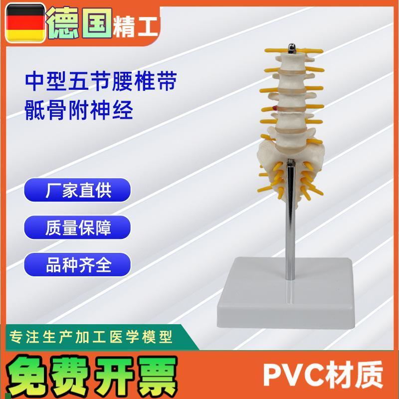 5节中型腰椎带骶骨模型D人体骨骼模型教学模型