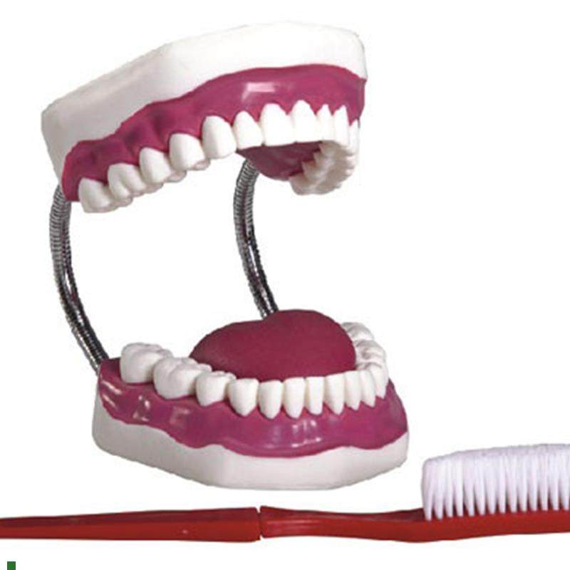 牙保健护理模型牙齿教学演示模具口腔L护理模型刷牙教学模型,文具电教/文化用品/商务用品,模拟人,淘宝优惠券,粉丝福利购,淘宝优惠卷