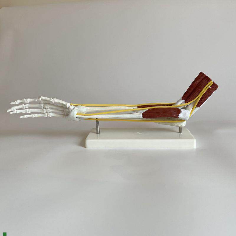 人体肘关节模型上肢手臂肌肉神经血F管临床医用教学康复瑜伽功能