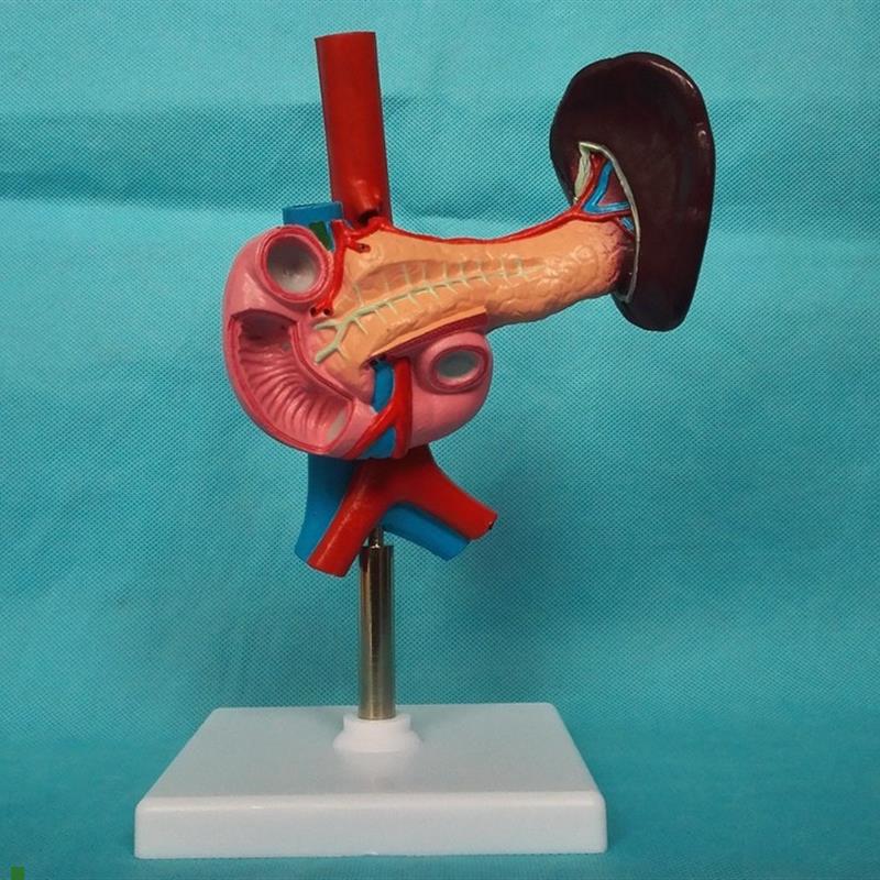 自然大脾.胰和十二指肠人体内脏器N官模型医用教学模型