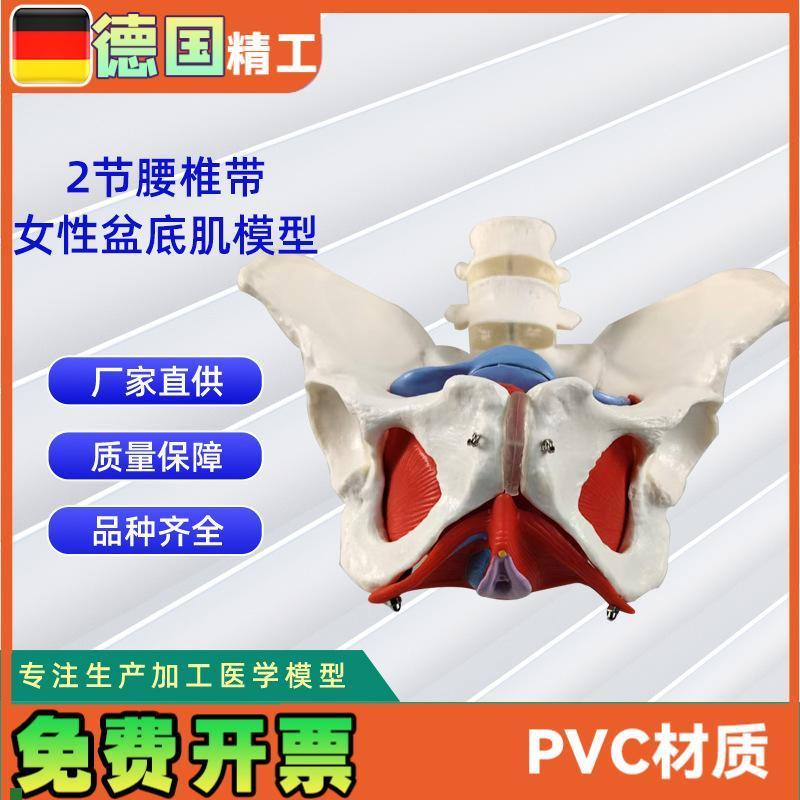 2节腰椎带女性盆底肌模型实力工厂直R营源头教学学习