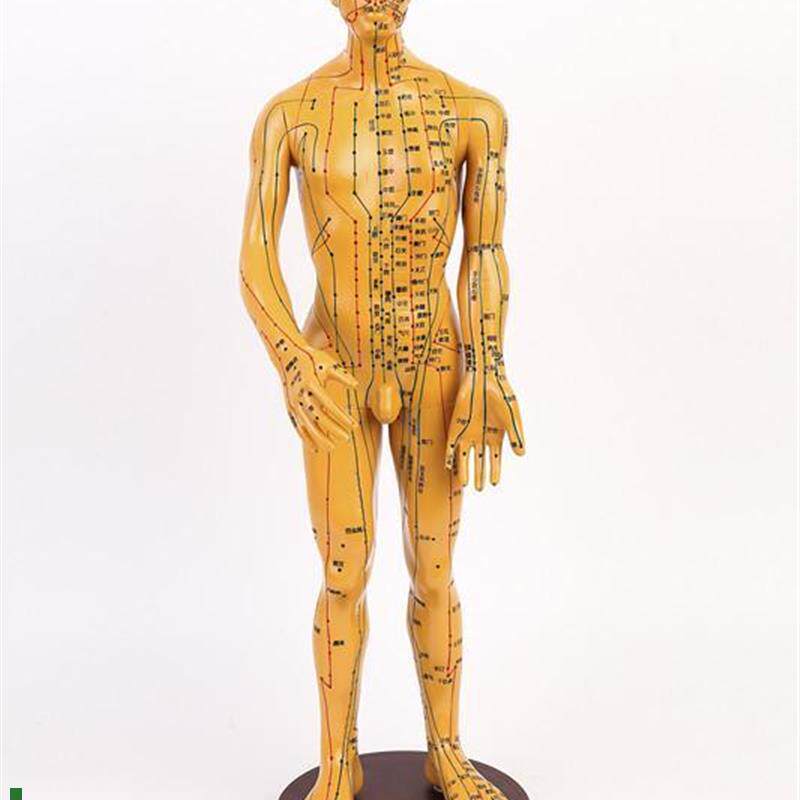 高清款针灸穴位模型中医人体经络男模铜人针灸人模医U用全身60CM