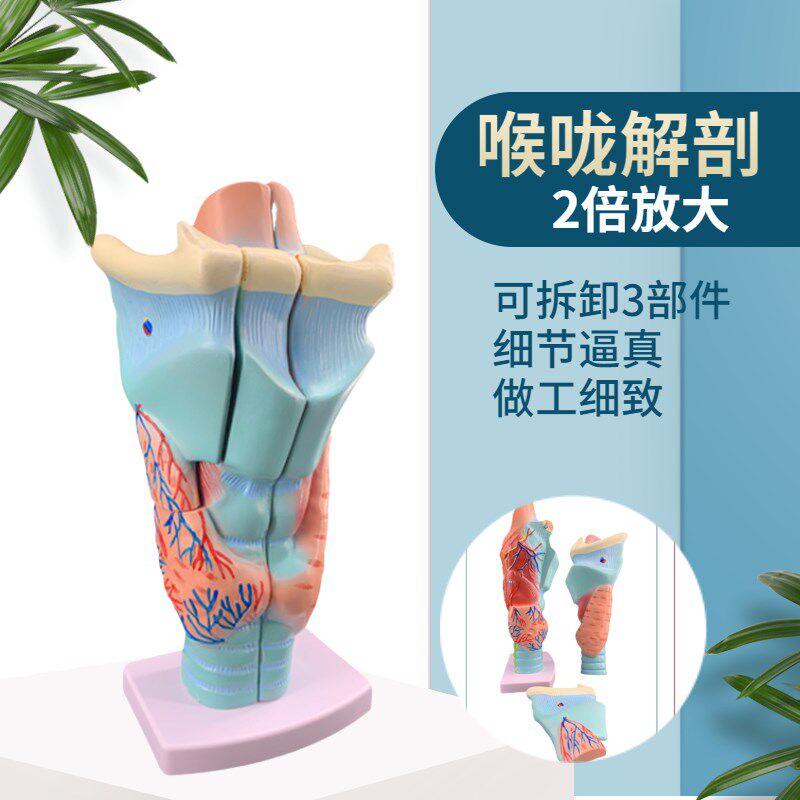 喉解剖模型人体咽喉m咙喉部甲状腺声带结构放大模具耳鼻喉医学教