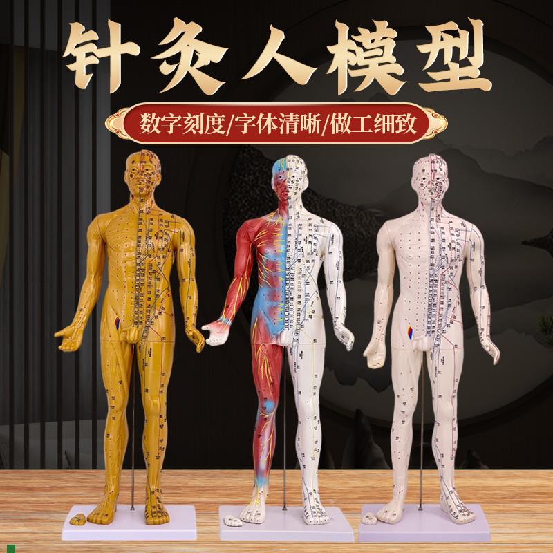 80cm超清晰经络通针灸u铜人人体穴位模型中医针灸人体模型经外穴