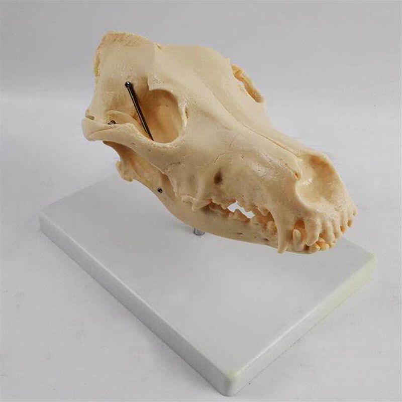 犬头骨模型狼狗骨骼模具仿真塑胶倒模动L物医院兽医教学宠物医生