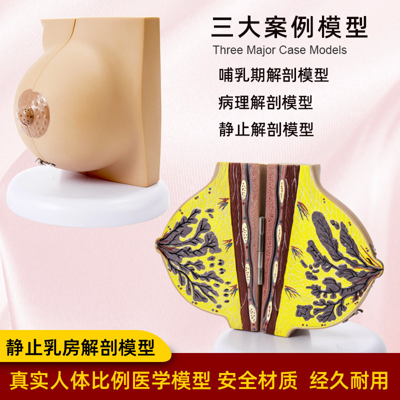 人体乳房结构解剖模型女性胸部乳腺静止期哺乳期S病变仿真医学教