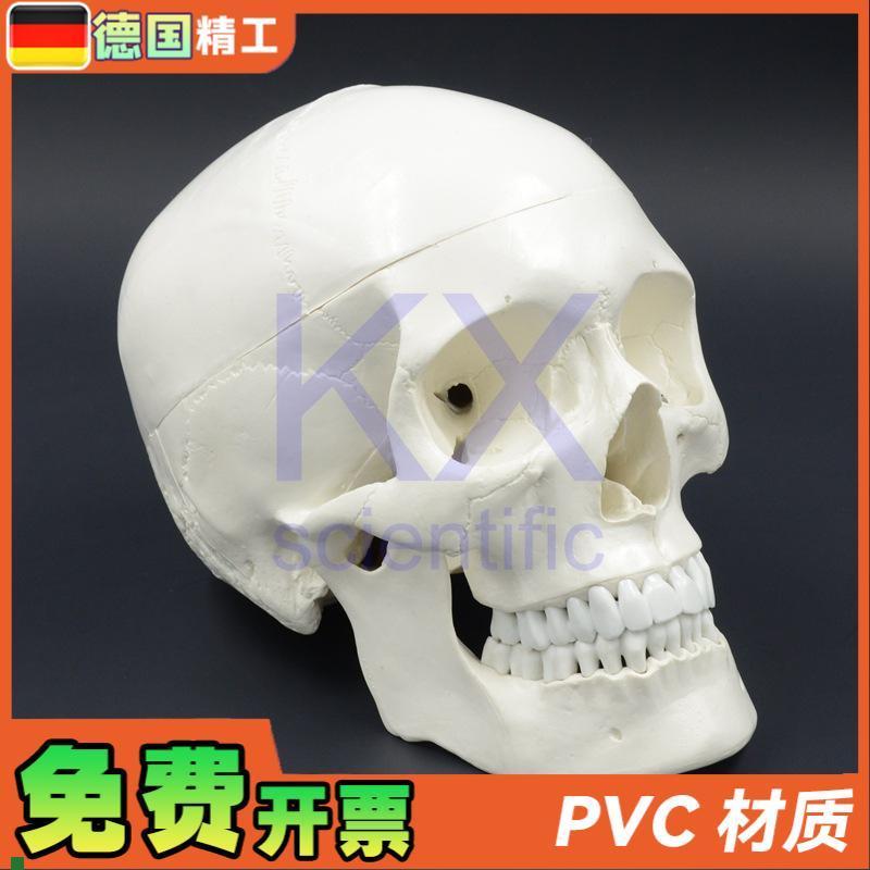 德国】成人大小头颅骨模型1比1头骨口腔教学雕塑艺X术写生可拆可