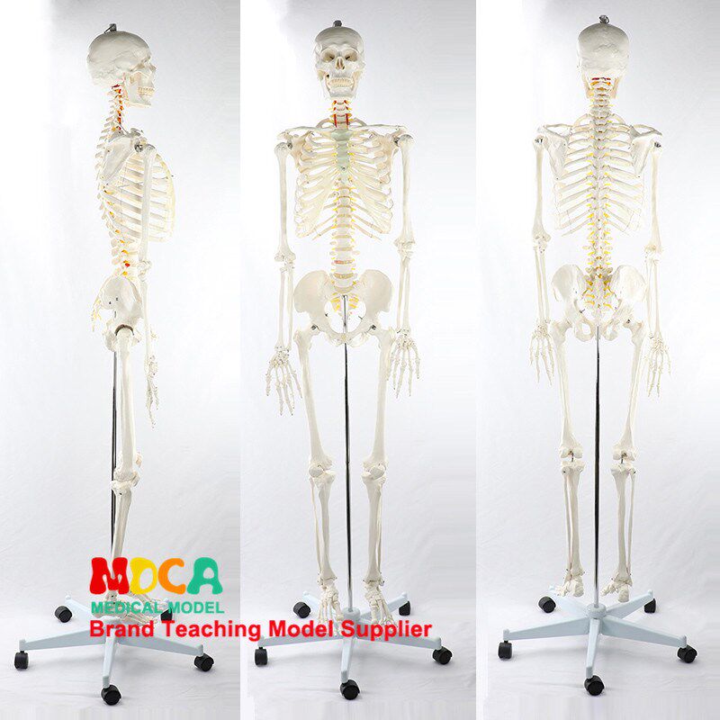 170CM人体骨骼l模型脊神经白色骨架瑜伽医学医用教学用具MGG304