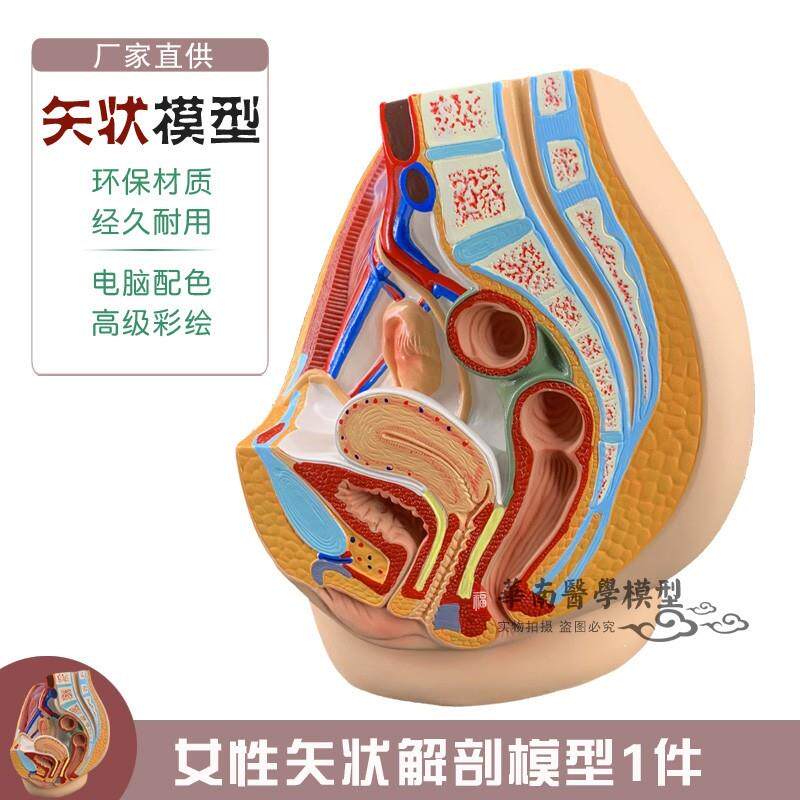 科教女性盆腔解剖模型女性生殖泌尿子宫系O统计划生育妇科系统