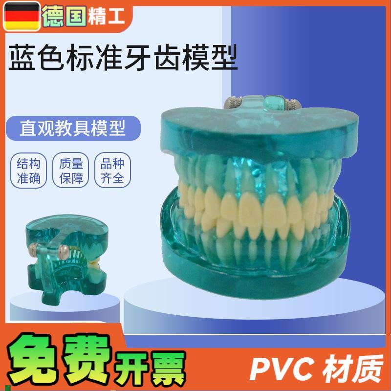 德国】PNT-OR15蓝色透明标准牙E齿模型口腔保健护理牙齿教学模型